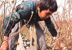 Uzbekistan cotton picker